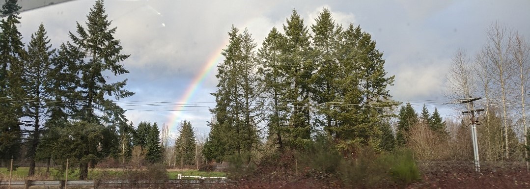 A rainbow seen through trees out of a car window